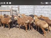 Баран, Казахская курдючная грубошёрстная овца — фото 1