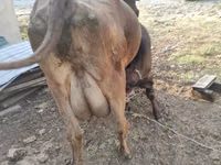 母牛, Swiss cattle — 照片 2