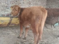 सांड, मवेशी — फ़ोटो 1