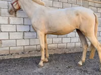 فرس, Akhal-Teke — الصورة 2