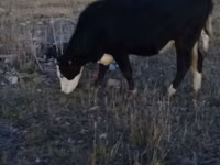 Bull, Simmental cattle — photo 4