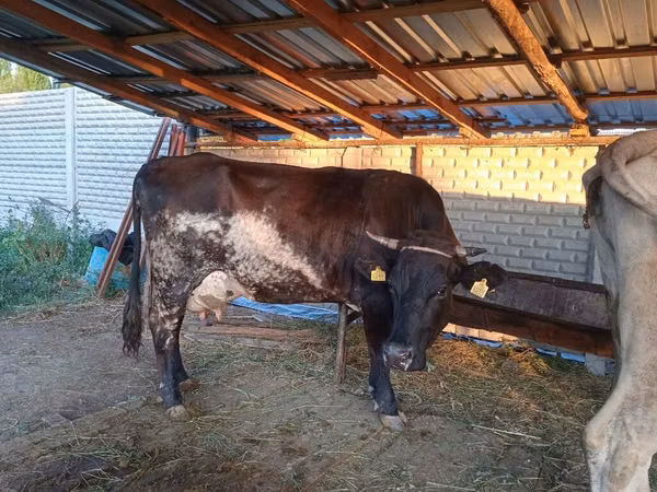 母牛, Russian Black pied cattle — 吉尔吉斯斯坦