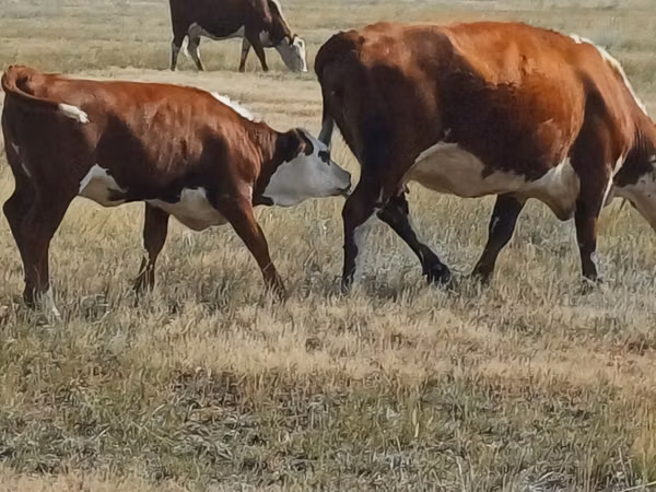 Rinder (Partie, Geschlecht nicht angegeben), Simmental cattle