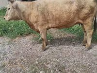 母牛, Cattle — 照片 1