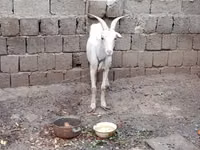 تيس, الماعز — الصورة 3