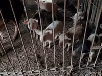 公猪, Pigs — 照片 2