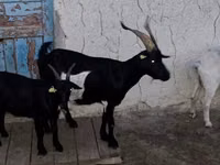 Goat, Goats — photo 2