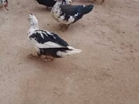 Ducks — Foto 2