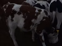 公牛, Swiss cattle — 照片 3