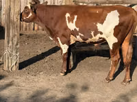 Бұқа, Swiss cattle — 6-сурет