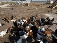 Chickens — الصورة 2