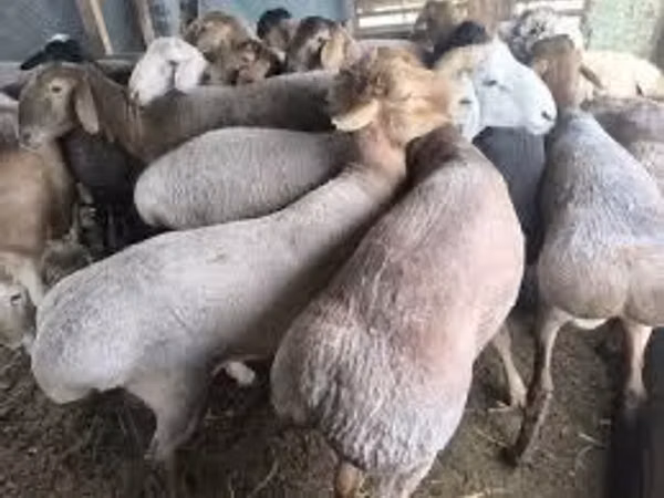 Schaf, Schafe