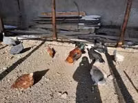 Chickens — photo 3