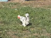 Chickens — 2-сурет