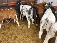 أبقار (دفعة، الجنس غير محدد), Simmental cattle — الصورة 5