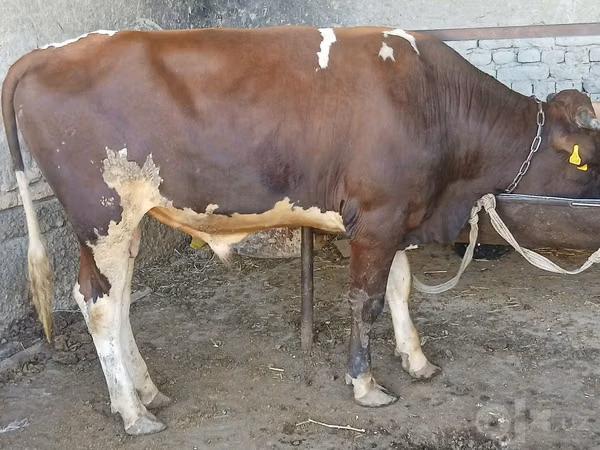 Букачар, Сиырлар