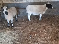 Widder, Dorper sheep — Foto 5