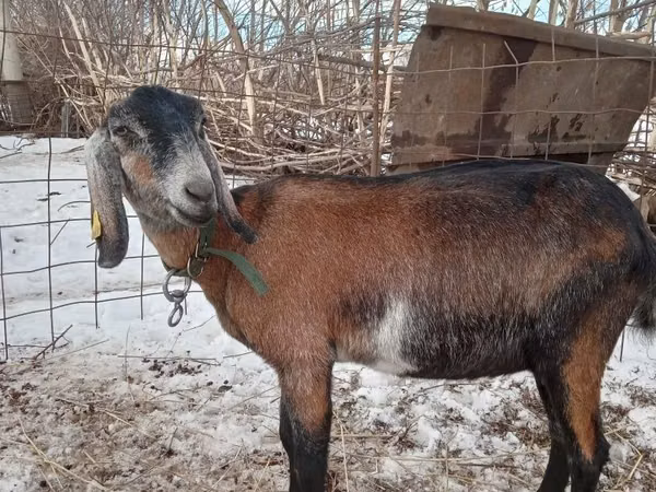 母山羊, Nubian Goat — 哈萨克斯坦