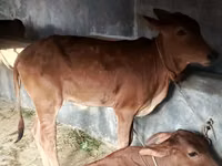 Kuh, Brahman — Foto 3