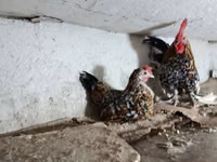 Chickens — 2-rasm