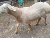 Ram, Arashan sheep — photo 7