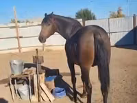 حصان, Orlov Trotter — الصورة 2