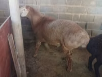 Widder, Arashan sheep — Foto 1