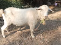 Cabra, Saanen goat — foto 1