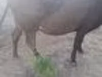 Vaca, Raza Alatau — foto 3