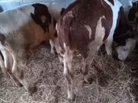 Bulle, Simmental cattle — Foto 5