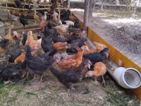 Chickens — Foto 2