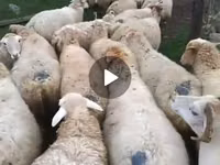母羊, Sheep — 照片 4