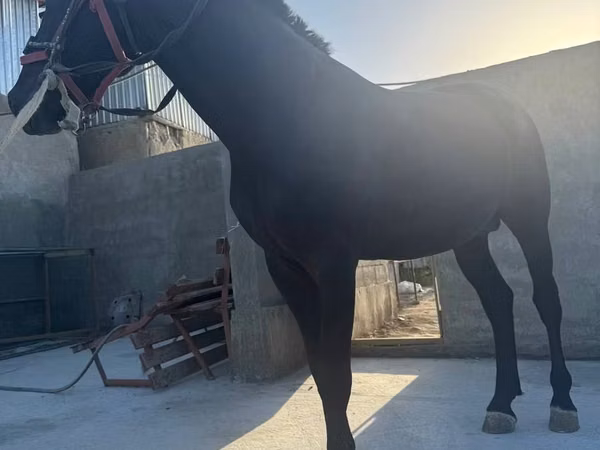 Pferde (Partie, Geschlecht nicht angegeben), Kyrgyz Horse