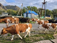 Vaca, Simmental cattle — foto 3