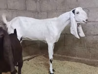 Ziege, Kamori goats — Foto 1