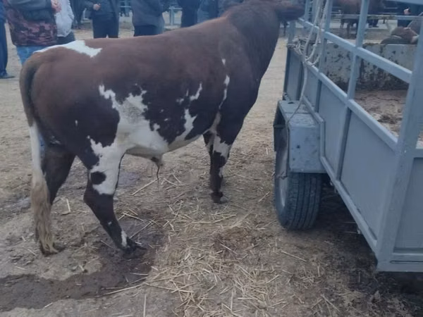 Сиыр, Simmental cattle — Өзбекстан