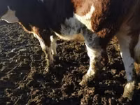 母牛, Simmental cattle — 照片 2