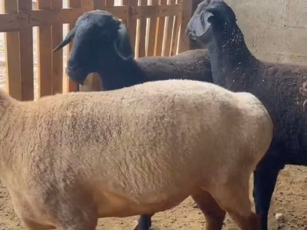 Sheep, Sheep
