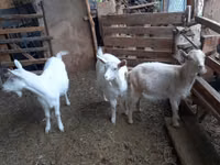 Ешкі, Ешкілер — 1-сурет
