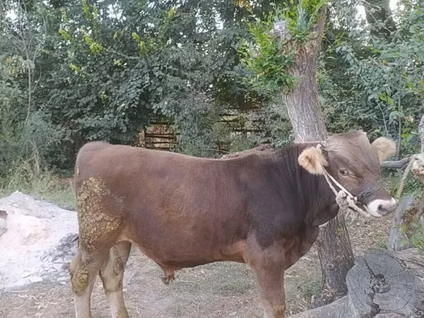 公牛, Swiss cattle — 吉尔吉斯斯坦
