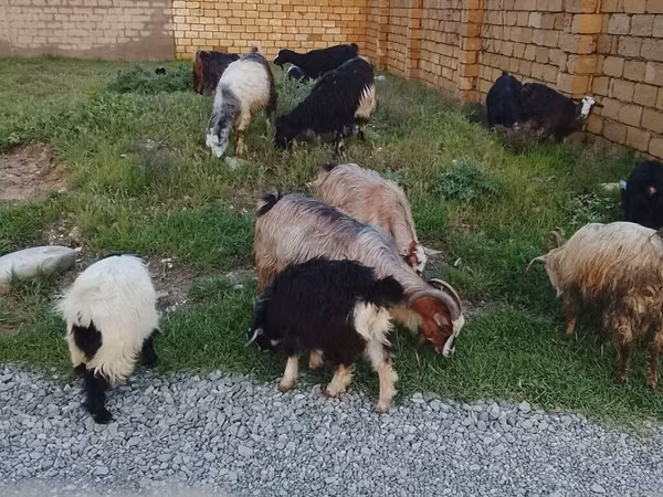 मेढ़ा, Daglıс sheep