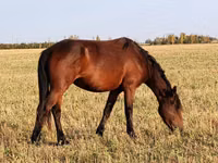 Жылқылар (топ, жынысы көрсетілмеген), Horse breed — 4-сурет