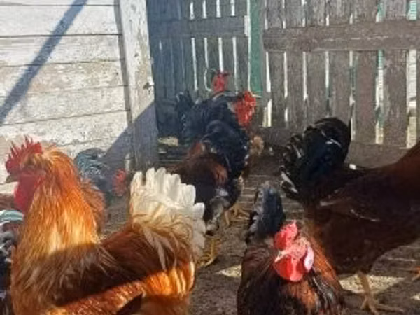 Chickens