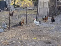 Chickens — Foto 3