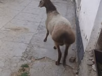 Ram, Sheep — photo 3