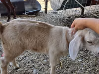 عنزة, Nubian Goat — الصورة 6