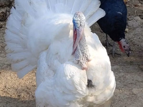 Turkeys