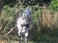 Billy Goat, Nubian Goat — photo 3