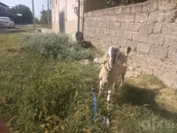 عنزة, الماعز — الصورة 6
