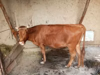 गाय, मवेशी — फ़ोटो 3